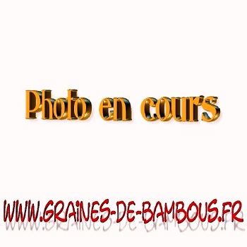 Graines de bambous fr gigantochloa apus
