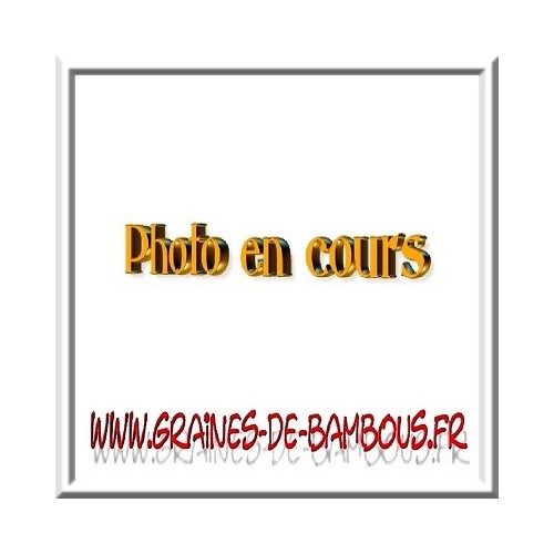 Graines de bambous fr photo en cours carotte de saint valery