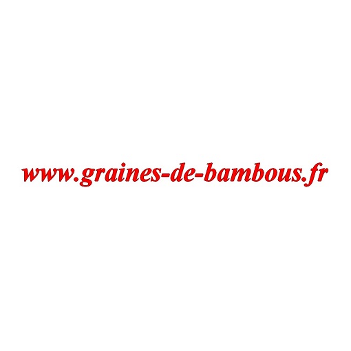 Graines de bambous fr tomate des andes