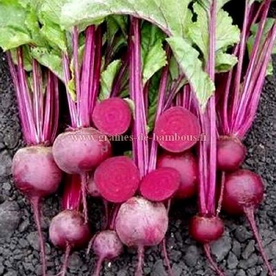 Graines de betterave rouge bull s blood grainesdebambous com