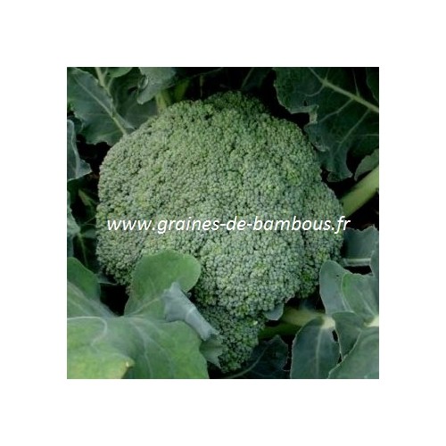 Graines de brocoli calabrese