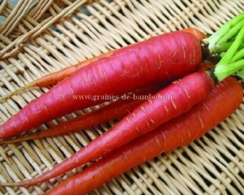 Graines de carotte atomic red