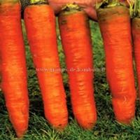 Graines de carotte de colmar ou flakkee