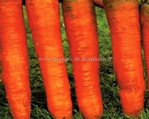 Graines de carotte de colmar ou flakkee