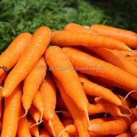 Graines de carotte de st valery