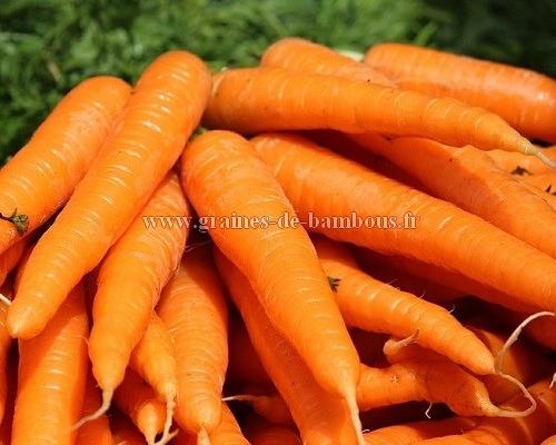 Graines de carotte de st valery