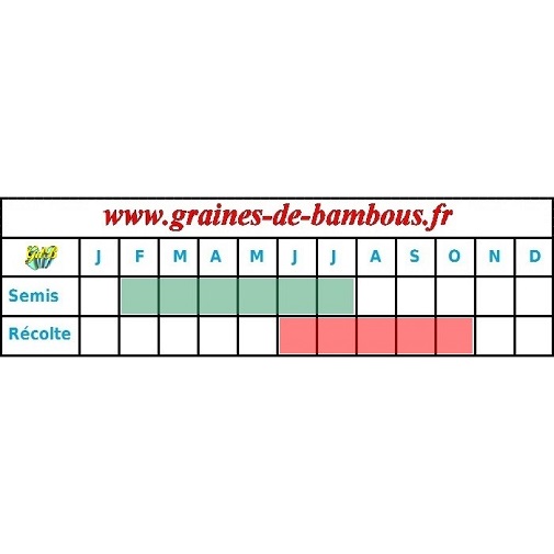 Graines de carotte de touchon