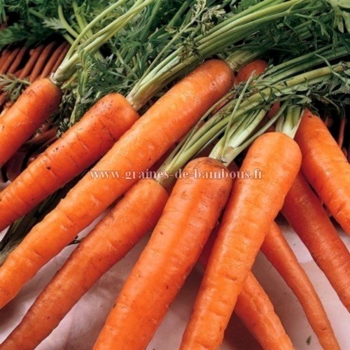 Graines de carotte demi longue nantaise legume