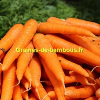 Graines de carotte variete de saint valery
