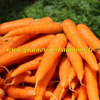 Graines de carotte variete saint valery