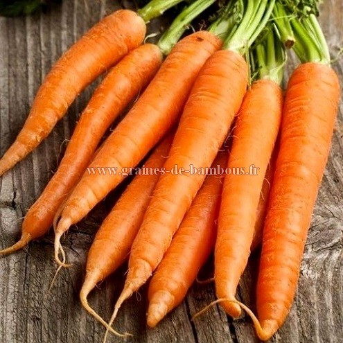 Graines de carotte variete touchon