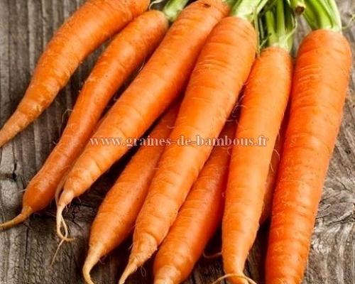 Graines de carotte variete touchon