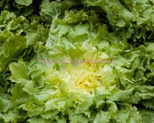 Graines de chicoree scarole geante maraichere