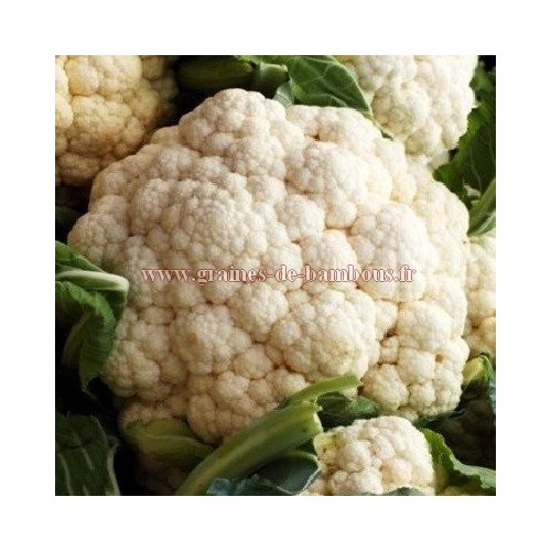 Graines de chou fleur variete boule de neige