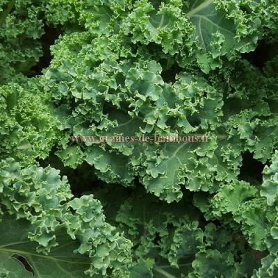 Graines de chou frise vert demi nain
