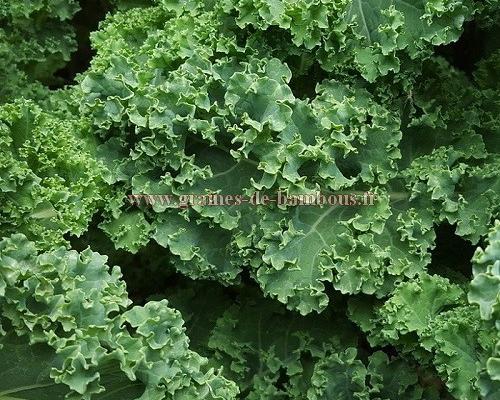 Graines de chou frise vert demi nain
