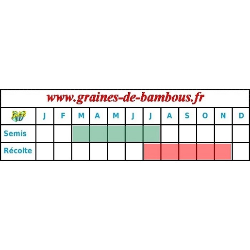 Graines de chou rave violet de vienne periode semis recolte