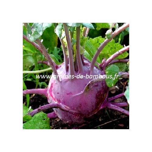 Graines de chou rave violet