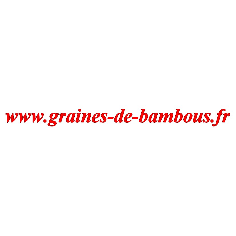 Graines de chou rouge
