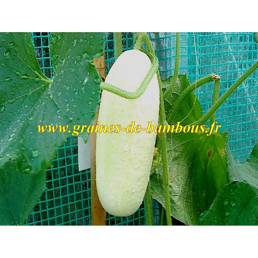 Graines de concombre blanc
