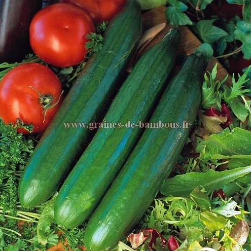 Graines de concombre telegraph