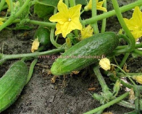 Graines de cornichon hokus