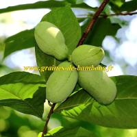 Graines de fruit asimine