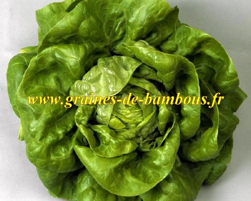 Graines de laitue appia