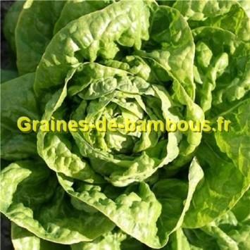 Laitue romaine Sucrine – Semences du Portage