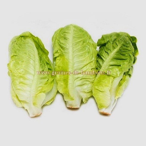 250 Graines de Laitue Romaine - légumes ancien salade - méthode BIO -  Cdiscount Jardin