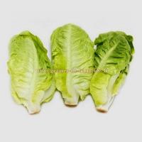 Graines de laitue romaine sucrine