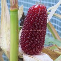 Graines de mais fraise ou strawberry corn