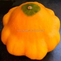 Graines de patisson orange cucurbita