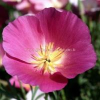 Graines de pavot purple gleam