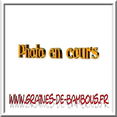 Graines de poivron violet oda
