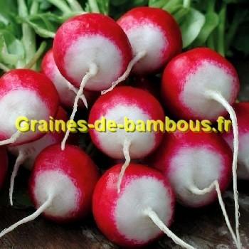Graines de radis bicolor gaudry 2