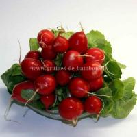 Graines de radis cherry belle