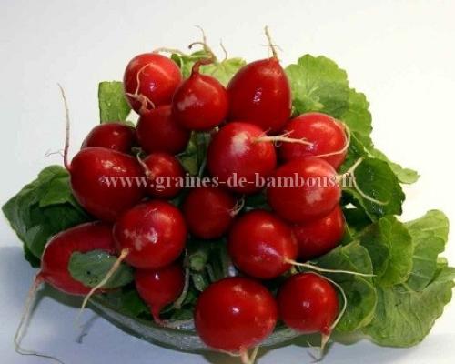 Graines de radis cherry belle