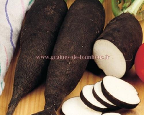 Graines de radis noir long