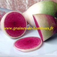 Graines de radis pasteque