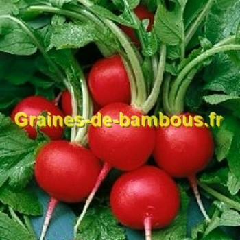 Graines de radis riesenbutter geant