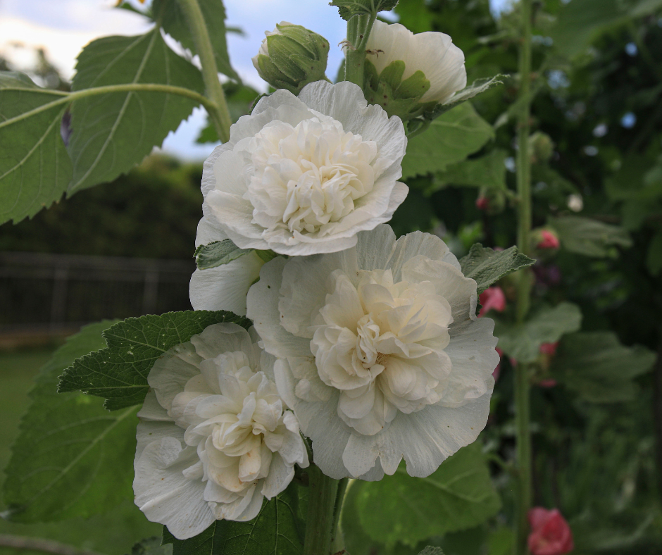 GRAINES de ROSE TREMIERE BLANCHE | Graines-de-bambous.fr