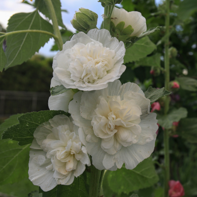 Graines de rose tremiere blanche chater s white graines de bambous fr