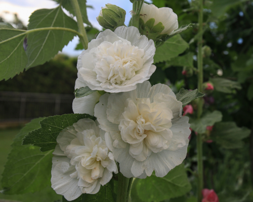 Graines de rose tremiere blanche chater s white graines de bambous fr