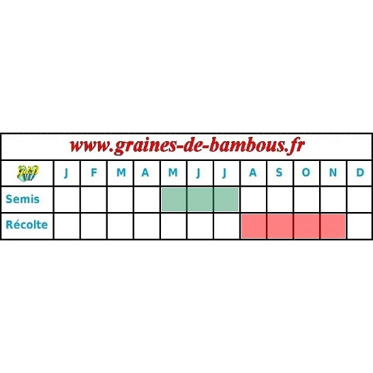 Graines de scarole blonde a coeur plein periode semis recolte