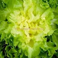 Graines de scarole grosse bouclee 2