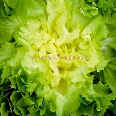 Graines de scarole grosse bouclee 2