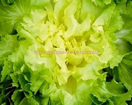 Graines de scarole grosse bouclee 2
