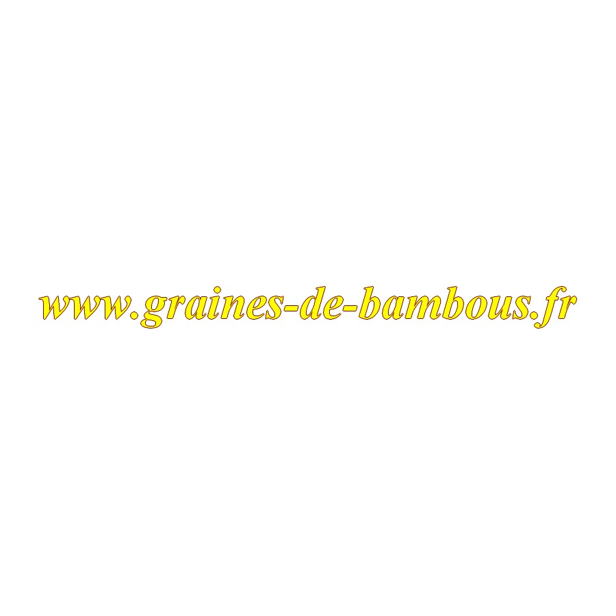 Graines de scarole variete grosse pancaliere