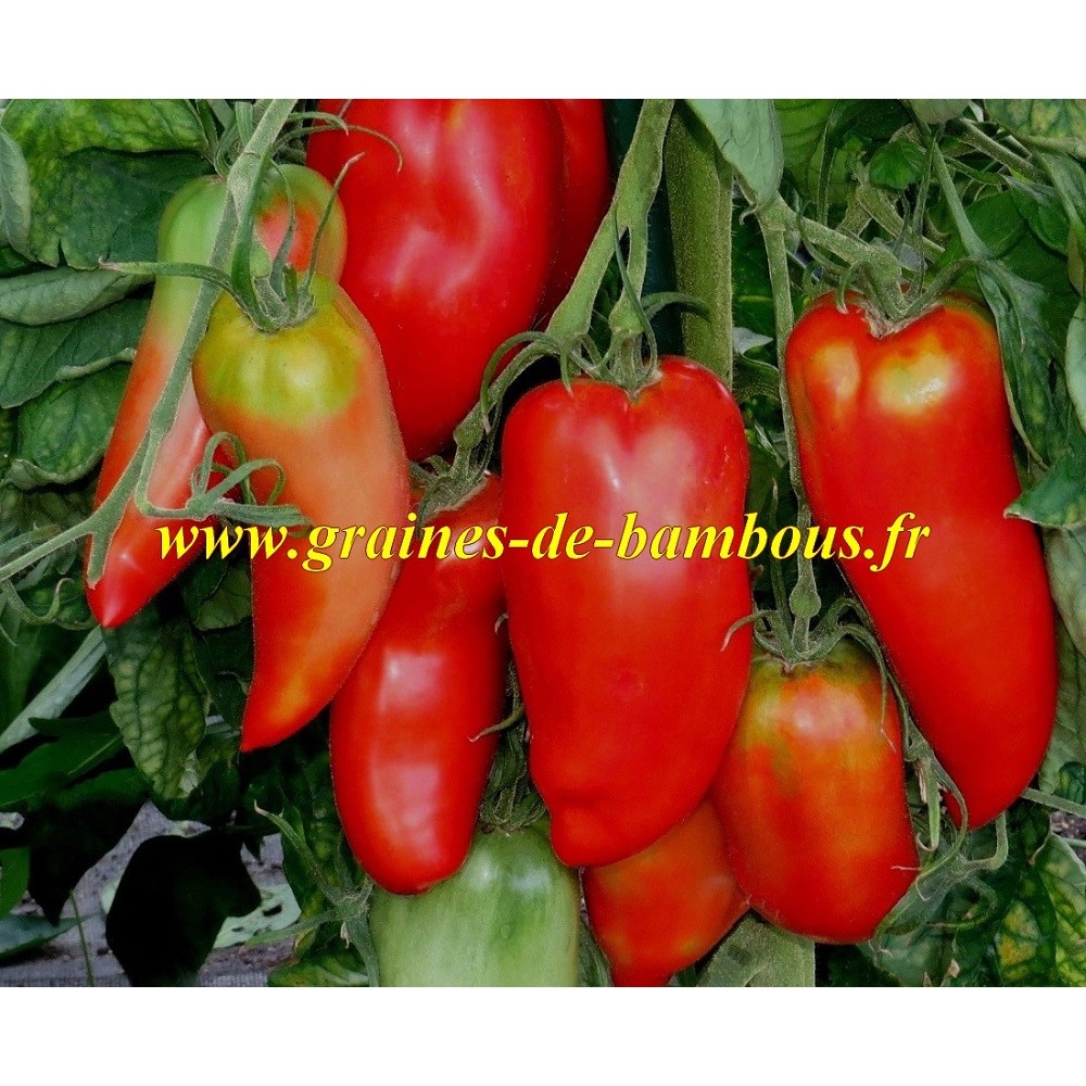 Graines de tomate andine jardinage